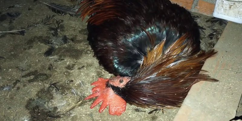 Bí quyết để chăn nuôi gà luôn sung sức