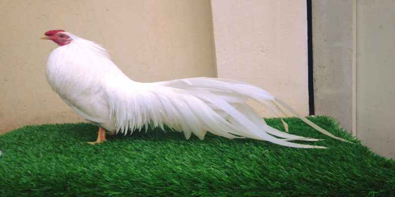 Các thông tin cơ bản về gà nhạn