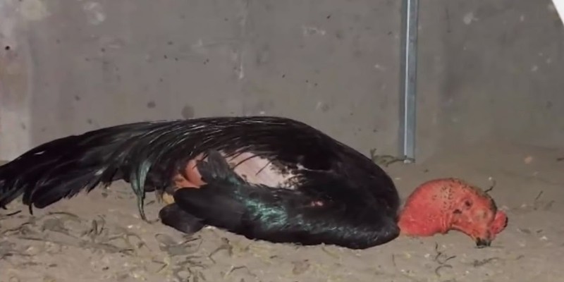 Cách lựa chọn con giống gà tốt