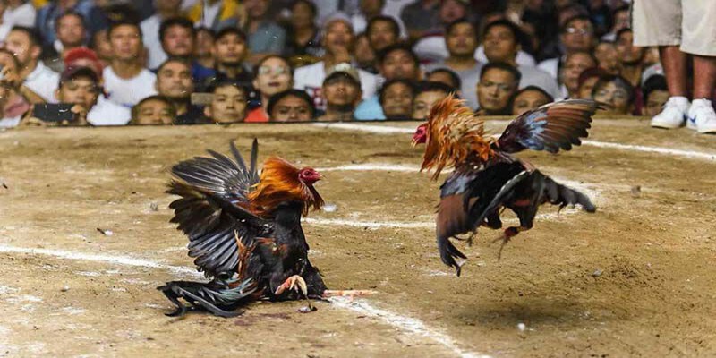 Đá gà trực tiếp là gì?