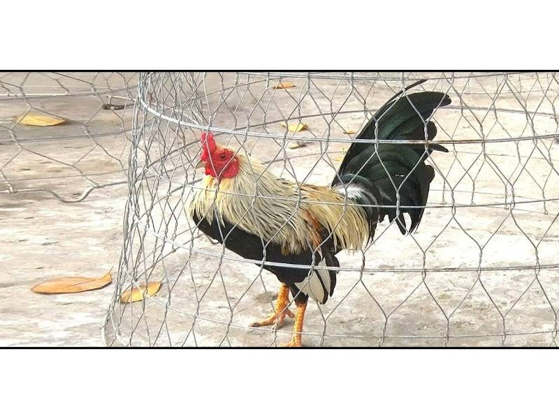 Đặc điểm nhận dạng giống gà