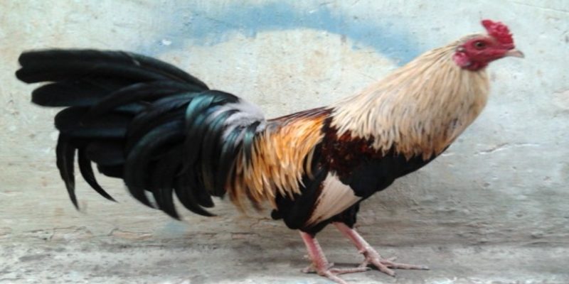 Gà chân xanh mắt ếch