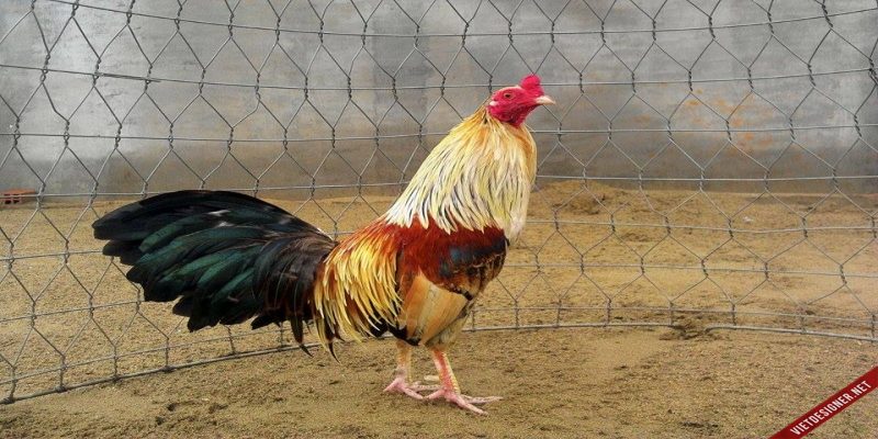 Khái quát chung về gà chuối