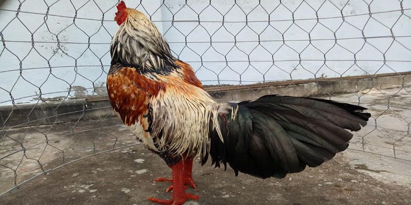 Gà nên thi đấu vào ngày nào?