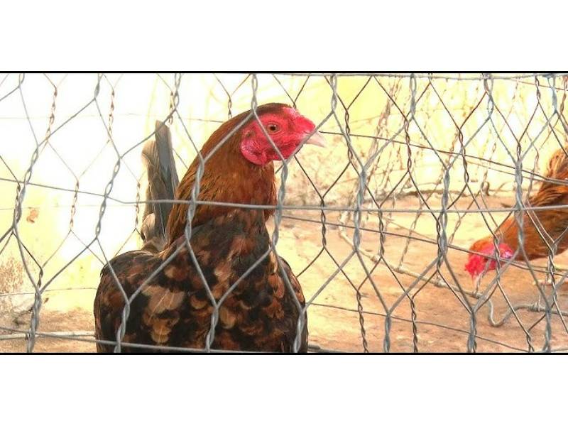 Gà Cuban là giống gà gì?