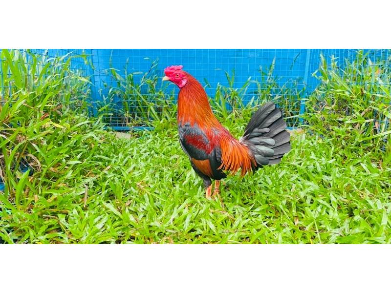 Tìm hiểu gà điều là gì?