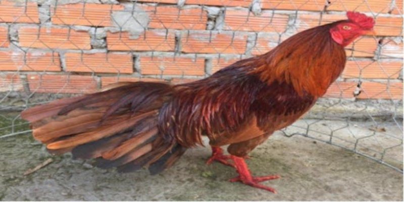 Thông tin chi tiết về gà khét