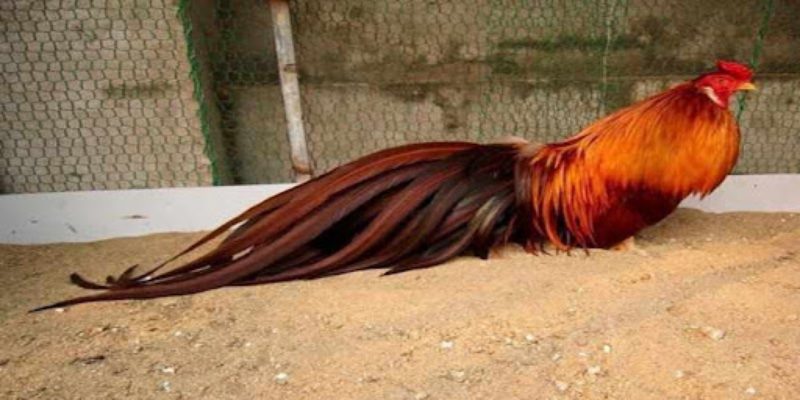 Chiến kê khét lông vàng