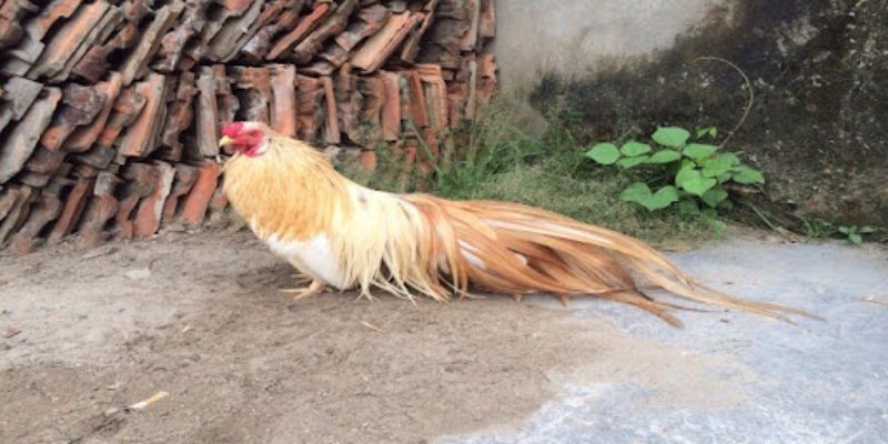 Chiến kê khét màu sữa