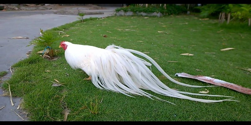 Bạch kê có chân vàng