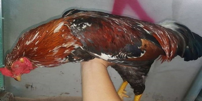 Gà tử mị là giống gà gì?