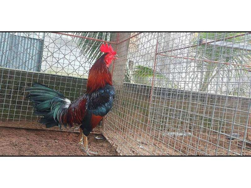 Chi tiết hướng dẫn cách phân biệt gà cọp