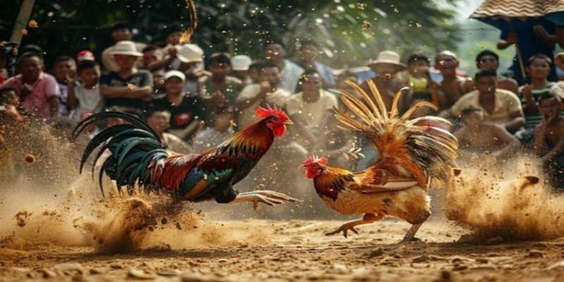 Cảm nhận không khí trận đấu đá gà