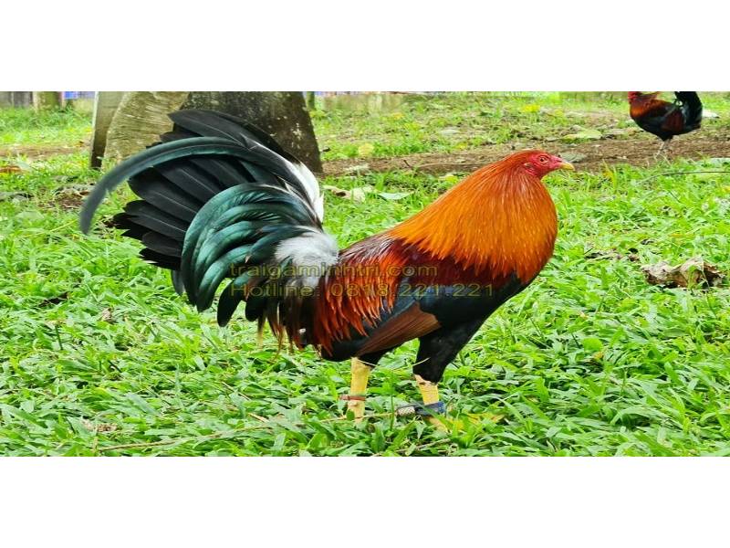 Loại chiến kê điều mật