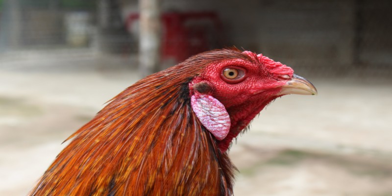 Những chú kê điều vàng