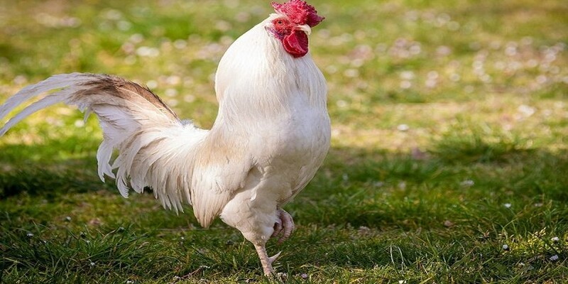 Những giống bạch kê được ưa chuộng