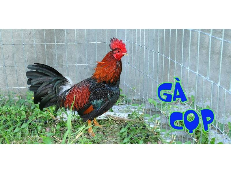 Những lưu ý khi cá cược gà cọp