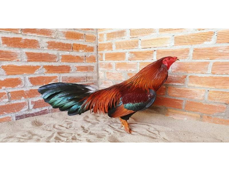 Phong cách chiến đấu của gà Cubalaya