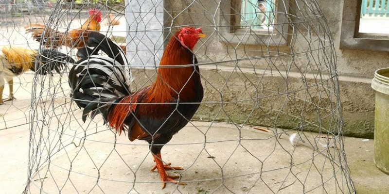 Tìm hiểu gà cọp là gì?